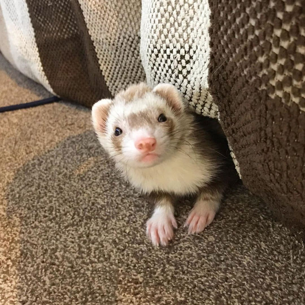 Where Can I Buy a Ferret From?